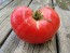 Tomato 'Anna Russian' Seeds (Certified Organic)