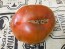 Tomato 'Arbuznyi' Seeds (Certified Organic)