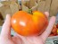 Tomato 'Siletz' Seeds (Certified Organic)