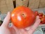 Tomato 'Siletz' Seeds (Certified Organic)