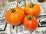 Tomato 'Debut F2' Seeds (Certified Organic)