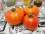 Tomato 'Debut F2' Seeds (Certified Organic)