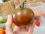 Tomato 'Brazilian Beauty' Seeds (Certified Organic)