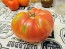 Tomato 'Mrs. Maxwell's Big Italian' Seeds (Certified Organic)