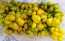 Tomato 'Green Reisetomate'
