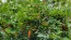 American Bittersweet Seeds (Certified Organic)