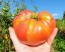 Tomato 'Mrs. Maxwell's Big Italian' Seeds (Certified Organic)