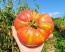 Tomato 'Mrs. Maxwell's Big Italian' Seeds (Certified Organic)