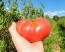 Tomato 'Mrs. Maxwell's Big Italian' Seeds (Certified Organic)