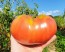 Tomato 'Mrs. Maxwell's Big Italian' Seeds (Certified Organic)