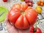 Tomato 'Yellow Flesh Red Interior" (Red Variant) Seeds (Certified Organic)