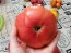 Tomato 'Yellow Flesh Red Interior" (Red Variant) Seeds (Certified Organic)