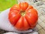 Tomato 'Yellow Flesh Red Interior" (Red Variant) Seeds (Certified Organic)