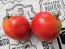 Tomato 'Anna Russian' Seeds (Certified Organic)