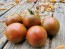 Tomato 'Brazilian Beauty' Seeds (Certified Organic)