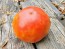 Tomato 'Three Fat Men' Seeds (Certified Organic)