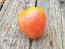 Tomato 'Gemini' Seeds (Certified Organic)