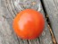 Tomato 'Sophie's Choice' Seeds (Certified Organic)