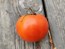 Tomato 'Sophie's Choice' Seeds (Certified Organic)