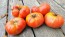 Tomato 'Guido' Seeds (Certified Organic)