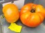 Tomato 'Tondo Liscio' Seeds (Certified Organic)