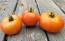 Tomato 'Tondo Liscio' Seeds (Certified Organic)