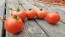 Tomato 'Illini Star' Seeds (Certified Organic)