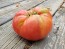 Tomato 'Mrs. Maxwell's Big Italian' Seeds (Certified Organic)