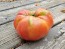 Tomato 'Mrs. Maxwell's Big Italian' Seeds (Certified Organic)