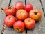 Tomato 'June Pink' AKA 'Pink Earliana' Seeds (Certified Organic)