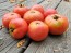 Tomato 'June Pink' AKA 'Pink Earliana' Seeds (Certified Organic)