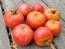 Tomato 'June Pink' AKA 'Pink Earliana' Seeds (Certified Organic)