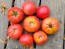 Tomato 'June Pink' AKA 'Pink Earliana' Seeds (Certified Organic)