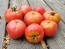 Tomato 'June Pink' AKA 'Pink Earliana' Seeds (Certified Organic)