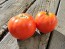 Tomato 'Burgess Mammoth Wonder' Seeds (Certified Organic)
