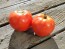 Tomato 'Burgess Mammoth Wonder' Seeds (Certified Organic)