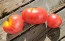 Tomato 'Anna Russian' Seeds (Certified Organic)