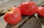 Tomato 'Anna Russian' Seeds (Certified Organic)