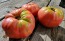 Tomato 'Mrs. Maxwell's Big Italian' Seeds (Certified Organic)