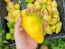 Tomatillo 'Chupon de Malinalco' Seeds (Certified Organic)
