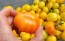 Tomato 'Poma Amoris Minora Lutea' Seeds (Certified Organic)