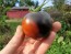 Tomato 'Indigo Blue Chocolate' Seeds (Certified Organic)