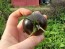 Tomato 'Indigo Blue Chocolate' Seeds (Certified Organic)