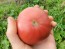 Tomato 'German Black' Seeds (Certified Organic)