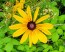 Black-Eyed Susan 'Indian Summer' 