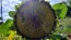 Sunflower 'Black Oil' Seeds (Certified Organic)