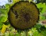 Sunflower 'Black Oil' Seeds (Certified Organic)