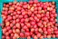 Tomato 'Crovarese Grape' Seeds (Certified Organic)