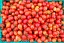 Tomato 'Crovarese Grape' Seeds (Certified Organic)