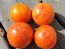 Tomato 'Aviuri' Seeds (Certified Organic)